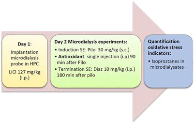 Oxidative stress in rat brain during experimental status epilepticus: effect of antioxidants